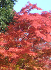 c20061123a.jpg
