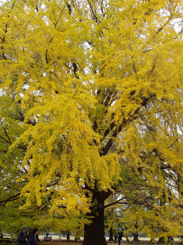 c20061203a.jpg